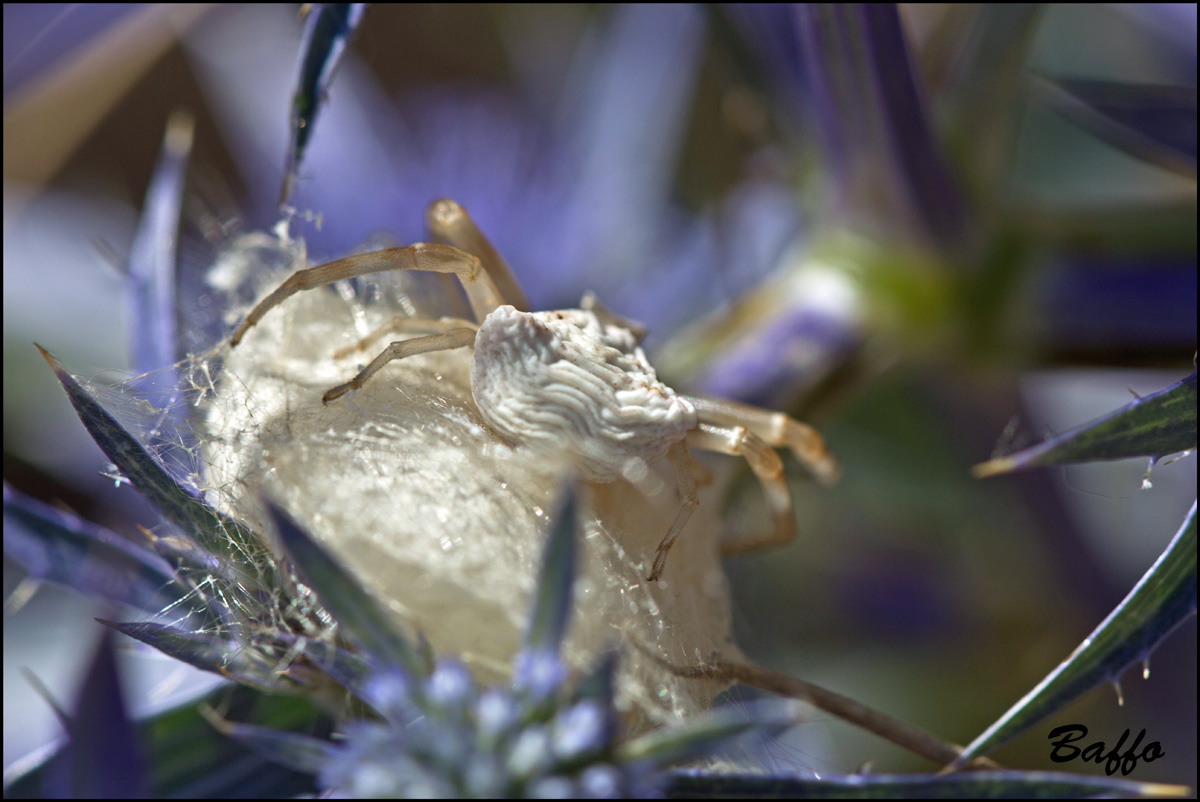 Thomisus onustus, deposizione - Samatorza